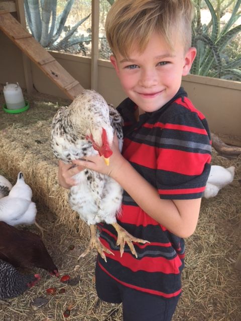 Readers show their chickens